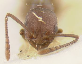 Media type: image;   Entomology 21005 Aspect: head frontal view